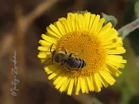 Korttongbijen [Collectidae]